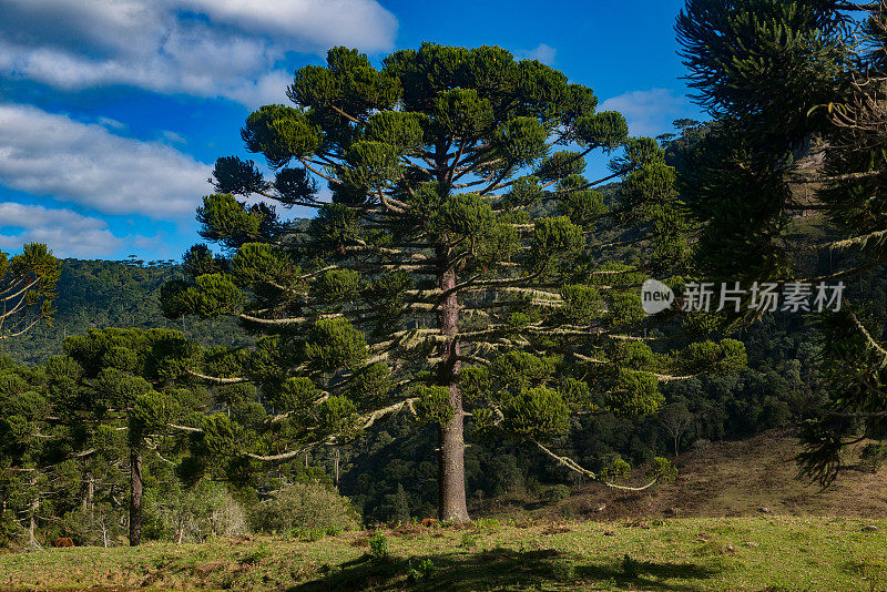 Urubici, Santa Catarina，巴西- araucarias，田野和山脉